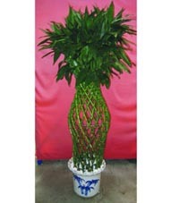 武漢植物出租，打造綠色辦公空間首選——武漢市江岸區(qū)一方綠花卉園藝經營部