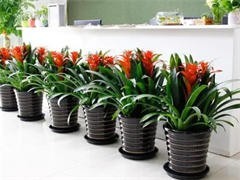 太原花卉綠植批發與租借服務 點亮城市綠意，便捷生活空間