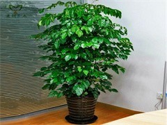珠海綠植出租與花卉綠植租借 讓綠色常伴，為企業與生活增彩添色