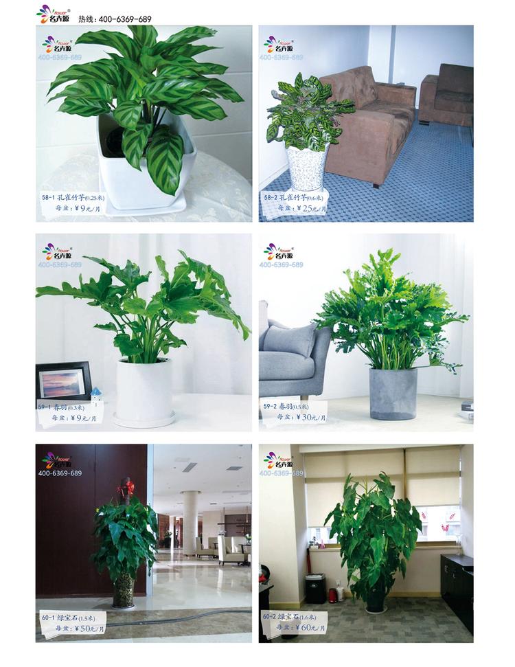 鄭州花卉綠植一站式服務 租賃與批發，價格優品種全