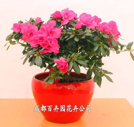 成都辦公室花卉綠植租借指南 價格、方案與配送全解析